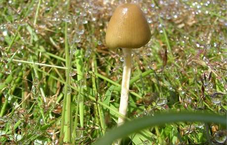 magické houby