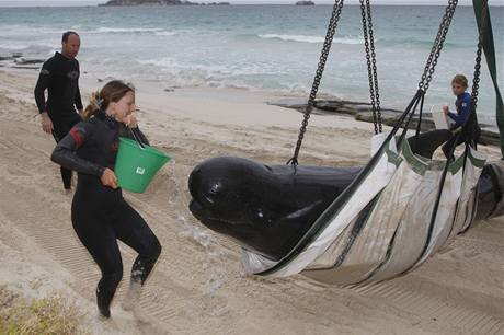 Na jihu Austrlie uvzly na mlin destky velryb. Zachrnit se podailo jen 17 z nich. (23. bezna 2009)