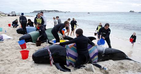 Na jihu Austrlie uvzly na mlin destky velryb. Okamit jim pili na pomoc zchrani i dobrovolnci. (23. bezna 2009)
