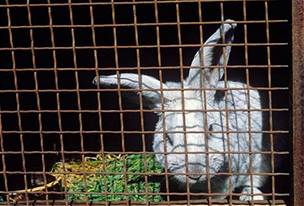 Chovy králík doslova pustoí myxomatóza, kterou penáejí pemnoení komái. Ilustraní foto