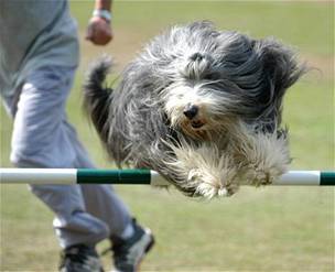 Bearded collie