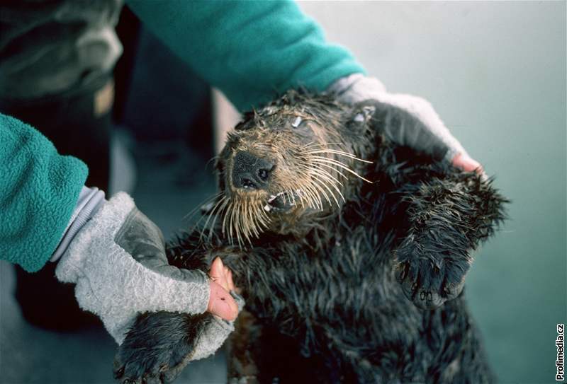 Havárie ropného tankeru Exxon Valdez u Aljaky v beznu 1989