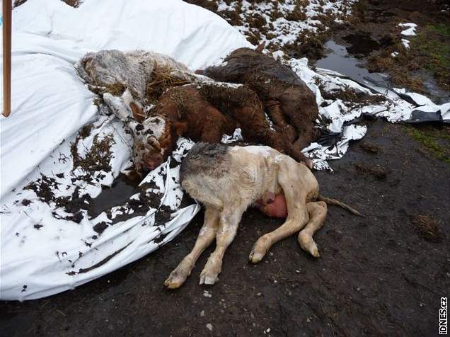 Uhynulá zvíata v kravín ve Stelné na Vsetínsku