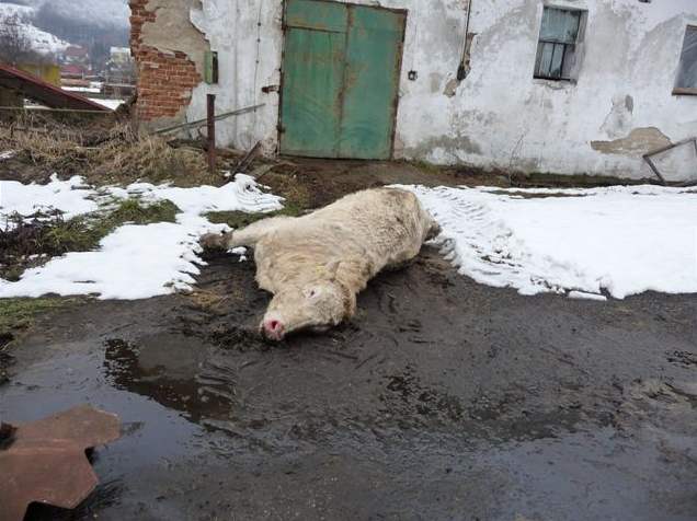 Uhynulá zvíata v kravín ve Stelné na Vsetínsku