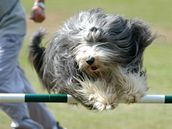 Bearded collie Bearded collie