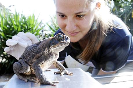 Australanka Amelia Elgarová váí jednu z ropuch obrovských pedtím, ne bude ába utracena (29. bezna 2009)