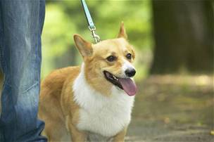 Welsh corgi