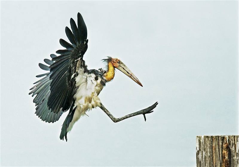 SWPA - Vincent Foong, Singapur, Natural history - amatéi 