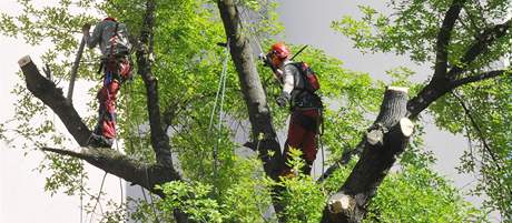 Kácení nebezpeného stromu ve dvoe Mstské správy sociálního zabezpeení na ulici Veveí v Brn