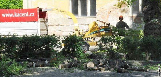 Mén vzrostlé stromy me pokácet kdokoli, o povolení kácení tch silnjích musejí ádat i botanické zahrady. Ilustraní foto