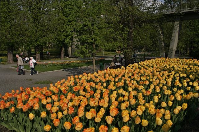 Jarní FLORA OLOMOUC 2009 - rozkvetlé tisíce tulipán ve Smetanových sadech.