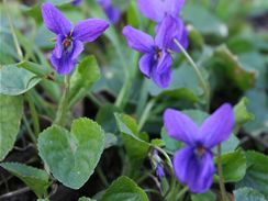 Fialka neboli violka vonn (Viola odorata)