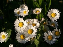 Sedmikrska chudobka (Bellis perennis)