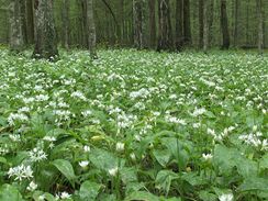 Medvd esnek v kvtu (Allium ursinum L)