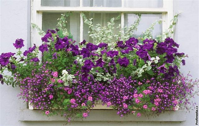 Úasná kombinace vhodná do polostínu: petúnie, lobelky, verbena a listem ozdobné Helichrysum petiolare. 