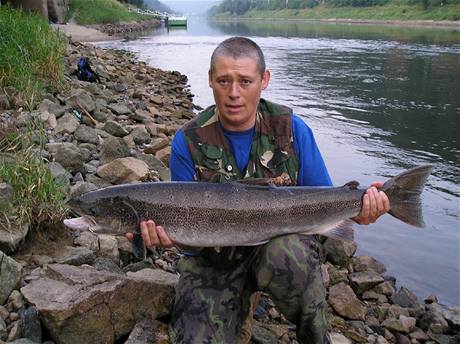 Lososa obecnho dlky 104 cm  chytil L. Mervnsk u soutoku Labe s Kamenic v ervenci 2006.