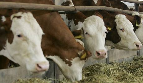 Nkteí farmái kvli nedostatku poptávky i ruí chovy krav. Ilustraní foto.