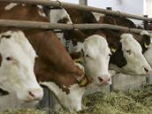 Nkteí farmái kvli nedostatku poptávky i ruí chovy krav. Ilustraní foto.