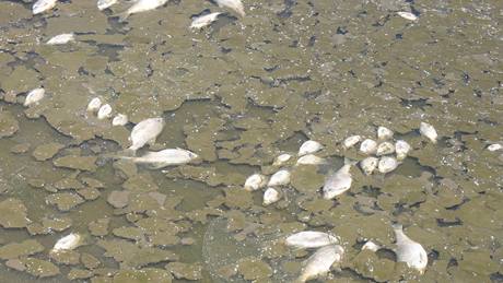 Mrtvé ryby na vyputném rybníce v Holoubkov na Rokycansku
