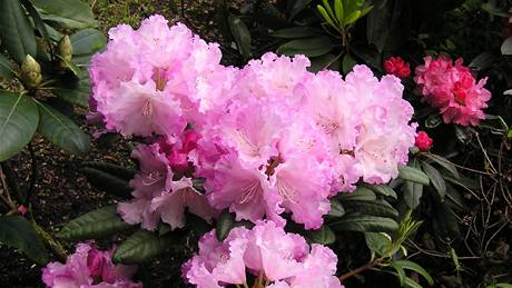 Pro rododendron neboli pniník jsou typické koovité listy nahlouené na koncích vtviek. 
