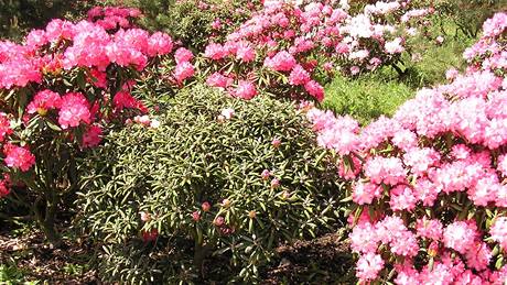 Kvetoucí rododendron nepehlédnete v parku ani na zahrad.