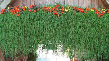Vylechtný psineek výbkatý alias "pevislý bambus" vám vytvoí nádherný zelený vodopád. Kombinace s kvetoucími kvtinami není problém.