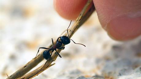 Jen u nás ije více ne stovka druh mravenc.