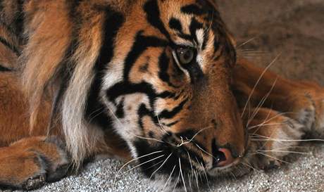 Nov prstek brnnsk zoo - tlet tygr Duo z Madarska