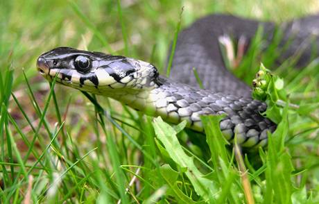 Uovka obojkov (natrix natrix)