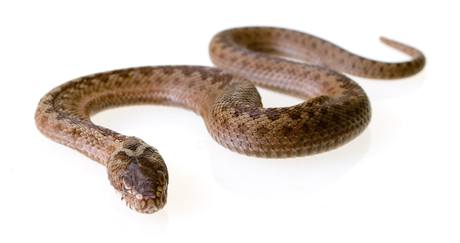 Zmije obecn (vipera berus)