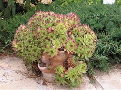 Nejbnj netesk sten (Sempervivum tectorum). 