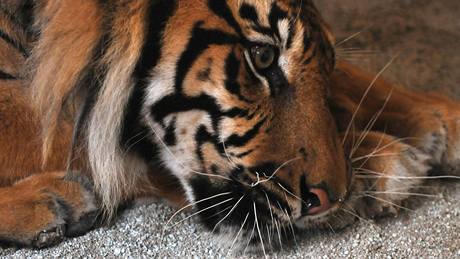Nový pírstek brnnské zoo - tíletý tygr Duo z Madarska