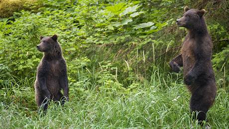 Podle expert ije v Beskydech jen nkolik jedinc chránného medvda. Ilustraní foto