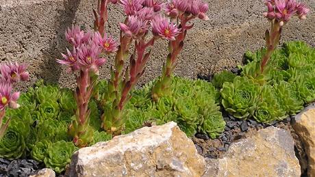 Netesk horský (Sempervivum montanum). 