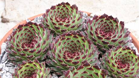 Sempervivum calcareum.