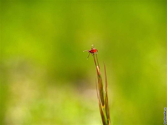 Pesn takto klít íhá na vrcholcích travin, a pjdete okolo vy nebo vá pes i koka.