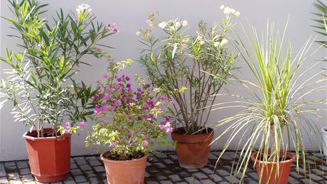 Oleandry, bugenvilie i juky patří v létě ven.