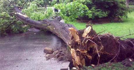 Vzrostlý strom se zítil k zemi v brnnských Luánkách