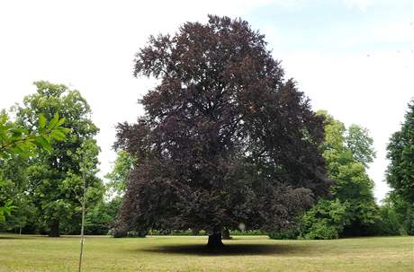 Strom roku - buk lesní v parku Belcredi.