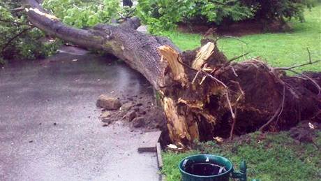 Vzrostlý strom se zítil k zemi v brnnských Luánkách