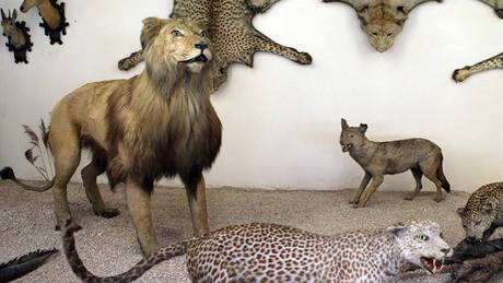 Holubv památník v Holicích vystavuje kapského lva v ivotní velikosti. (18.6.2009)