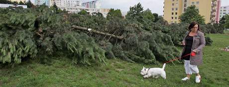Brnnský magistrát vydal povolení k okamitému vykácení strom v Líni