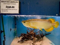 Baramundi malajsk (Scleropages formosus) neboli Arowana asijsk (Scleropages formosus). 