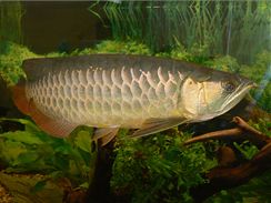 Baramundi malajsk (Scleropages formosus) neboli arowana asijsk (Scleropages formosus), zlat forma. 