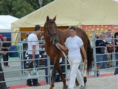 Venkovn pedvadit kon na brnnskm vstaviti 2009.