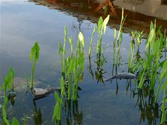 patka irokolist (Sagittaria latifolie) roste bujn, m rda slunce a polostn. Sn stle vlhkou bainu a hloubky a 30 centimetr.