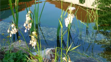 Velmi efektní suchopýr irokolistý (Eriophorum latifolium) je vhodný do bahenního i raelitního záhonu.