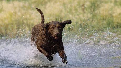 Chesapeake bay retriever