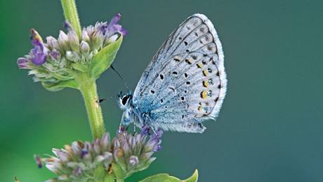 Mezi drobnjí motýly patí modrásci.