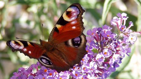 Komule Davidova (Buddleia davidii) neboli "budleja" láká motýly velmi spolehliv.